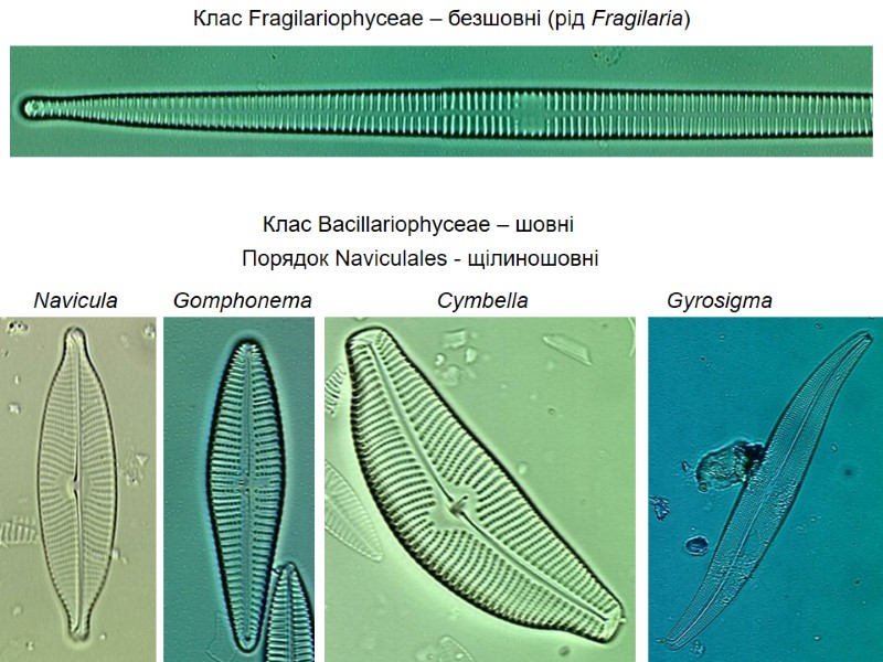 Клас Fragilariophyceae – безшовні (рід Fragilaria)  Клас Bacillariophyceae – шовні  Порядок Naviculales